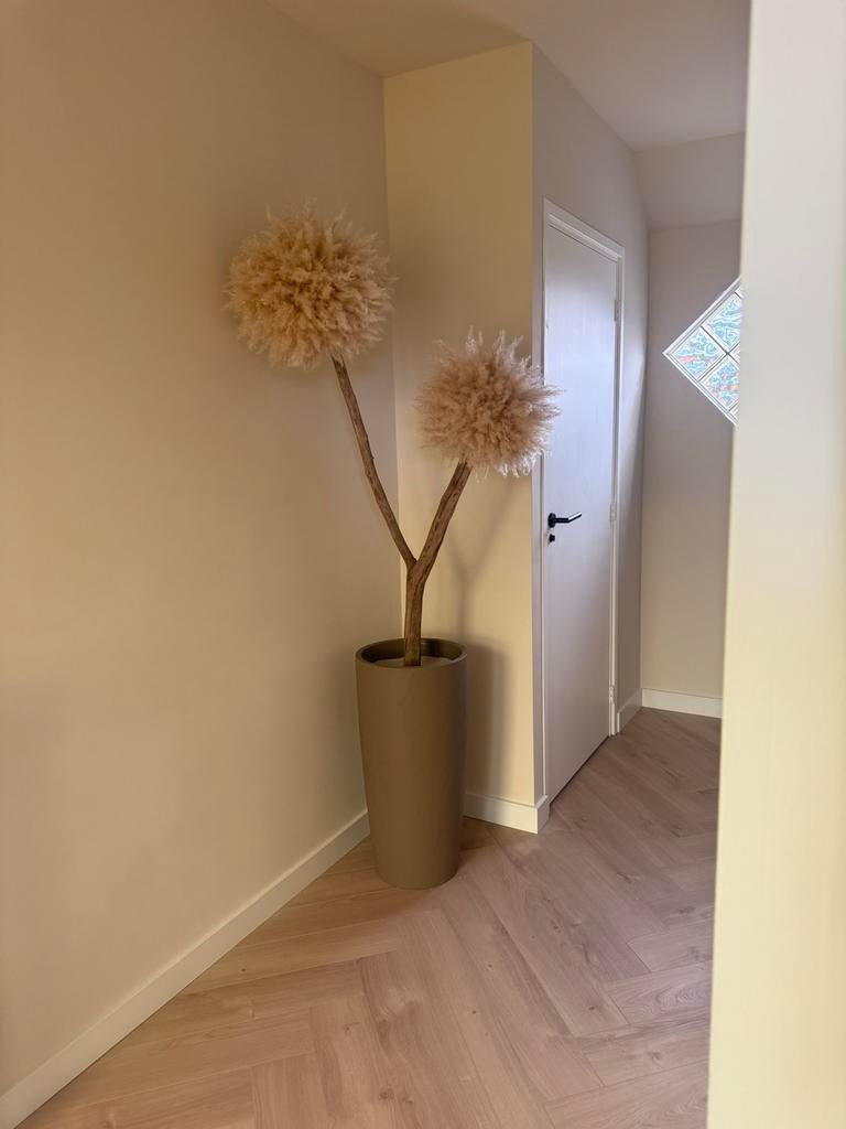 Pampas boom inclusief pot, Ophalen, Binnen, Natuurlijk materiaal, Beige