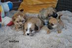 Stoere lang en kortharige boomer pups., Nederland, Parvo, Overige rassen, 8 tot 15 weken