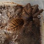 Haplopelma longipus, Dieren en Toebehoren, Insecten en Spinnen