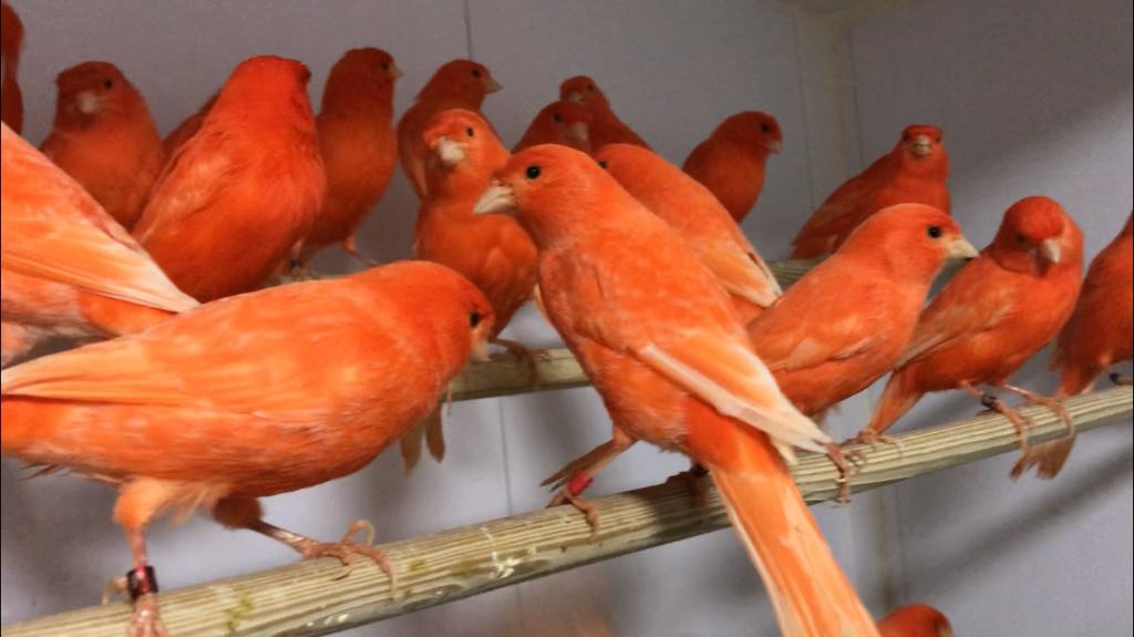 Rode Vetstof Kanaries, mannen en poppen, Dieren en Toebehoren, Vogels | Overige Vogels, Meerdere dieren