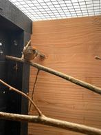 Barmsijs split isabel, Mannelijk, Wildzangvogel