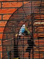 Parkieten, Dieren en Toebehoren, Mannelijk, Parkiet