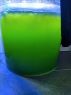 Phytoplankton Nanochloropsis, Ophalen, Nieuw
