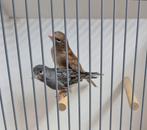 Irish fancy blauw en bruin wit split phaeo, Dieren en Toebehoren, Vogels | Kanaries, Mannelijk, Kleurkanarie