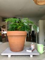 Asparagus in terracotta bloempot, Ophalen of Verzenden, In pot, Halfschaduw, Minder dan 100 cm