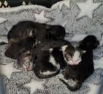 5 Kittens geboren 01'03'2026 (volg op instagram!), Dieren en Toebehoren, Katten en Kittens | Raskatten | Langhaar, Meerdere dieren