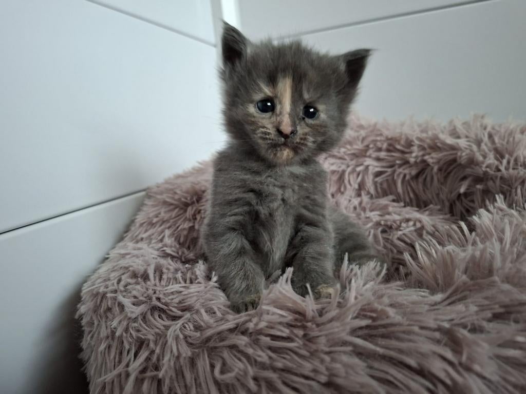Prachtige kruising Maine Coon kittens, Poes, Ontwormd