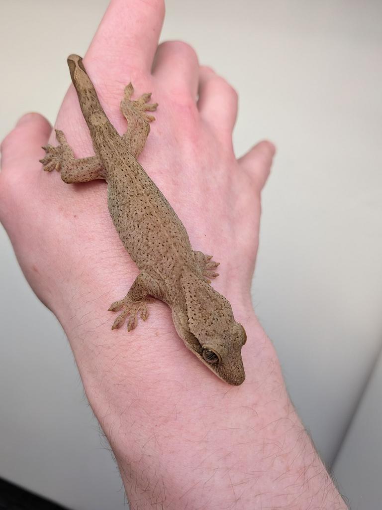 Sarasinorum gekko, Hagedis, 0 tot 2 jaar