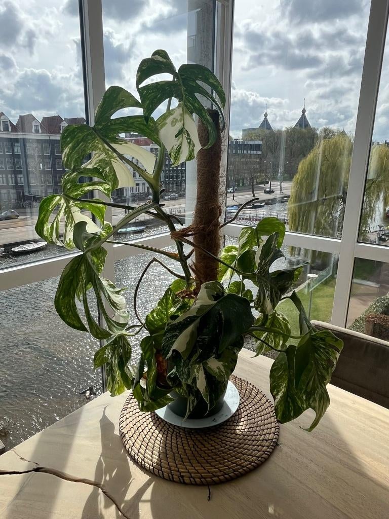Rare Monstera Deliciosa Albo Variegata, Huis en Inrichting, Kamerplanten, Ophalen, Overige soorten, Halfschaduw, Minder dan 100 cm