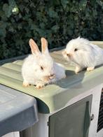 Leuke konijntjes, Dieren en Toebehoren, Konijnen, Geslacht onbekend, Middelgroot, 0 tot 2 jaar