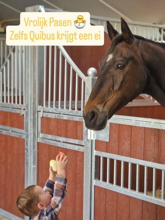 voorwand + tussenwand Delux, Dieren en Toebehoren, Stalling en Weidegang, Stalling