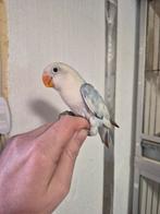 Dwergpapegaai 10 weken oud, Dieren en Toebehoren, Vogels | Parkieten en Papegaaien, Geslacht onbekend, Dwergpapegaai of Agapornis