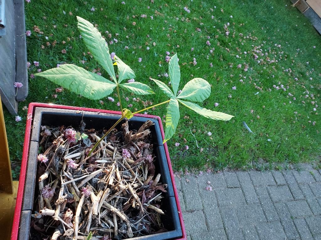 Kastanjeboompje, gratis af te halen, Ophalen, Halfschaduw, Overige soorten, Minder dan 100 cm