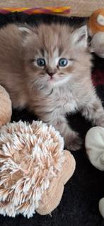 Ragdoll kittens, Meerdere dieren, Ontwormd