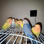 Jonge Agapornis Roseicollis, Dieren en Toebehoren, Meerdere dieren, Dwergpapegaai of Agapornis, Geringd