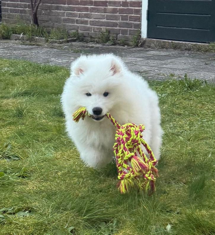 Samojeed pup, Dieren en Toebehoren, Honden | Poolhonden, Keeshonden en Oertypen, Reu, Poolhond, Particulier, Eén hond, Nederland