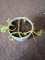 Mozaïekplantje, Ophalen, Overige soorten, Halfschaduw, In pot