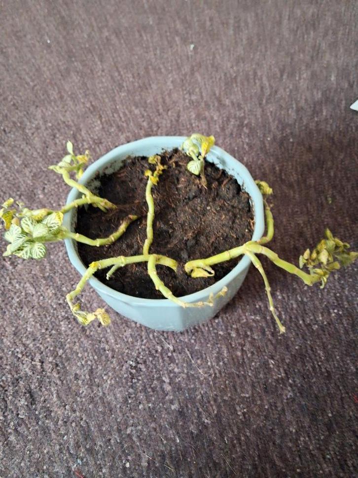 Mozaïekplantje, Huis en Inrichting, Kamerplanten, Overige soorten, Minder dan 100 cm, Groene kamerplant, Halfschaduw, In pot, Ophalen