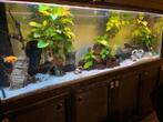 Aquarium groot compleet, Ophalen, Zo goed als nieuw, Gevuld zoetwateraquarium