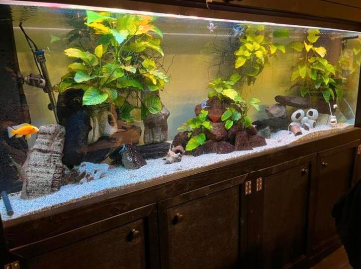Aquarium groot compleet, Dieren en Toebehoren, Vissen | Aquaria en Toebehoren, Zo goed als nieuw, Gevuld zoetwateraquarium, Ophalen