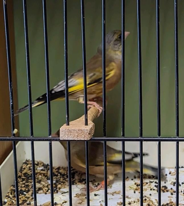 Chinese groenling, Chinese groenvinken, Dieren en Toebehoren, Meerdere dieren