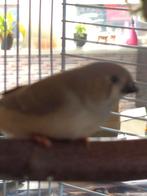 Twee jonge zebravinken, Dieren en Toebehoren, Meerdere dieren