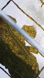 Mooie diamant steur +60 cm, Steur