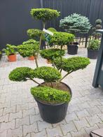 Ilex crenata "Convexa" Bonsai 80-100, Halfschaduw, Overige soorten, Lente, Minder dan 100 cm