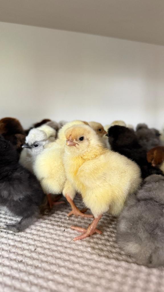 Wyandotte geel wit kuikens (95% hengarantie), Dieren en Toebehoren, Pluimvee, Vrouwelijk, Kip