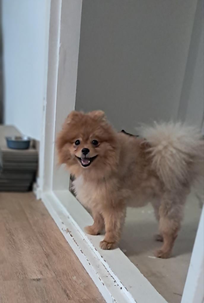 Pomeriaan reutje pomeranian reu, Dieren en Toebehoren, Particulier, Keeshond, 15 weken tot 1 jaar, Reu