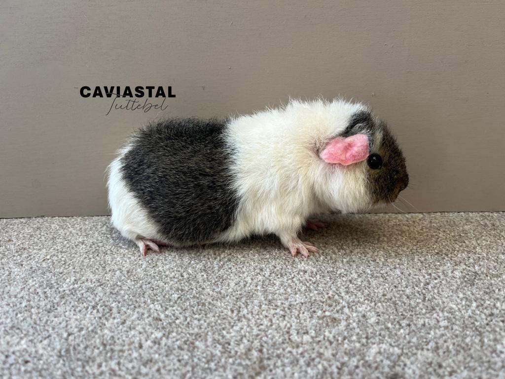 Us Teddy zeug. Lemonagouti bont, Dieren en Toebehoren, Cavia, December, Vrouwelijk, Tam