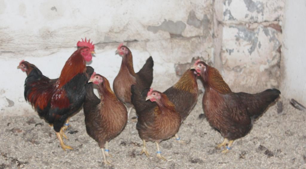 Broedeieren Welsumer kriel, Dieren en Toebehoren, Geslacht onbekend, Kip