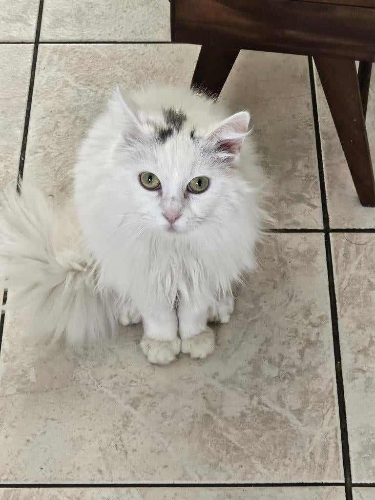 Maincoon mix Kat, Dieren en Toebehoren, Poes, Gechipt, 6 jaar of ouder