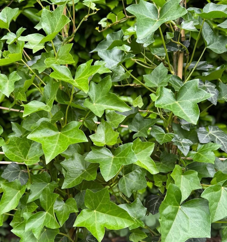 Hedera Hibernica  180/++ cm €3,25 klimop, Ophalen, Overige soorten, Haag, 100 tot 250 cm