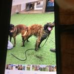 Nestaankondiging Mechel/Tervueren herder, 8 tot 15 weken, Geslacht onbekend, Parvo, Eén hond