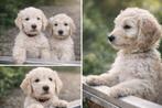 Laatste prachtige Labradoodle te koop 🩵, Overige rassen, 8 tot 15 weken, Parvo, Meerdere