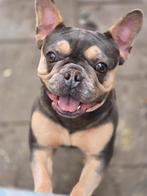 Prachtige lieve franse bulldog., Parvo, Teef, Bulldog, Eén hond