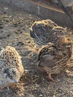 Japanse Jumbo kwartel hanen - 5 weken oud, Mannelijk