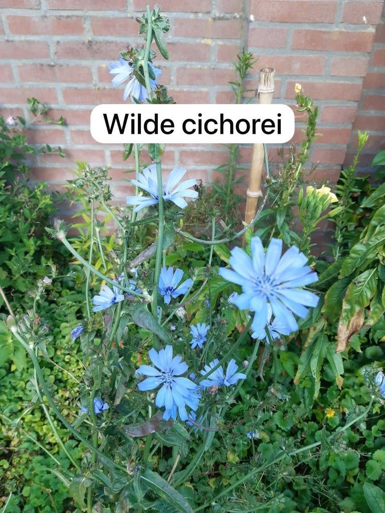 Wilde cichorei plantjes (biologisch), Tuin en Terras, Ophalen, Volle zon, Zomer, Groenteplanten