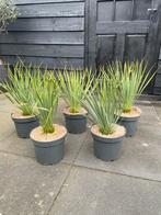 Yucca Rostrata NU 2 voor €40, Ophalen, Kunststof, Rond, Zo goed als nieuw