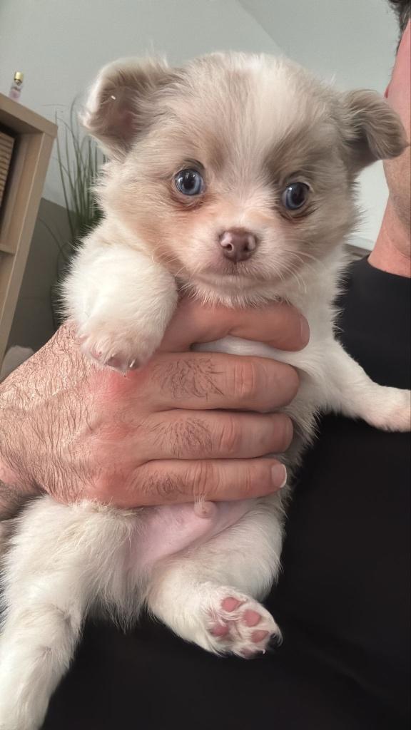 Chihuahua pup Merle, Parvo, Reu, 8 tot 15 weken, Eén hond