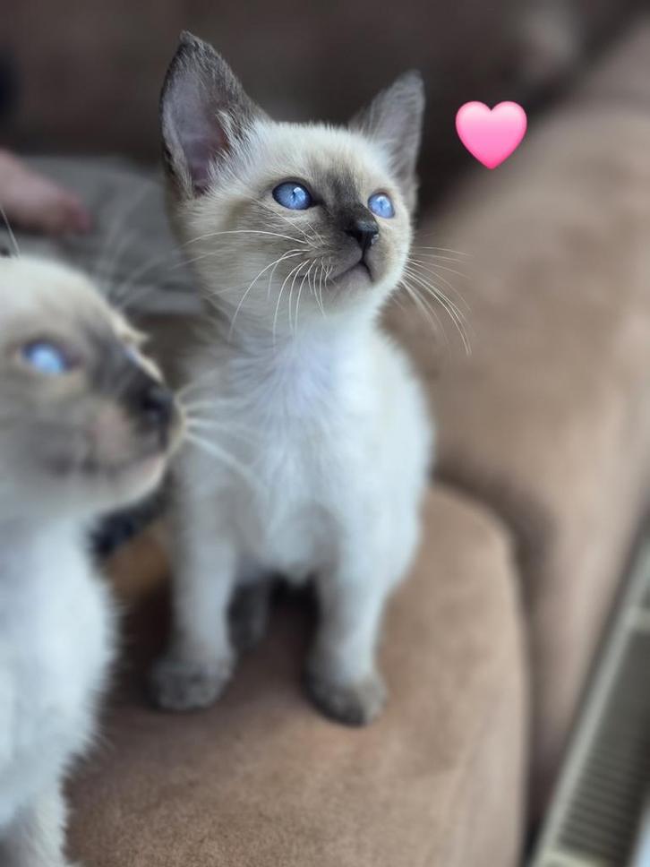 Prachtige siamese kittens te koop, Dieren en Toebehoren, Katten en Kittens | Raskatten | Langhaar, Meerdere dieren