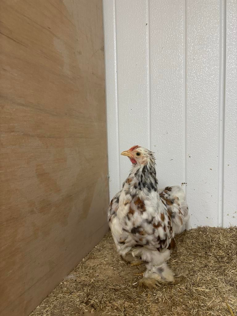 Porseleinen cochin haan, Dieren en Toebehoren, Pluimvee, Mannelijk, Kip