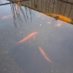 Goudwindes, 40cm, Baars of Goudwinde