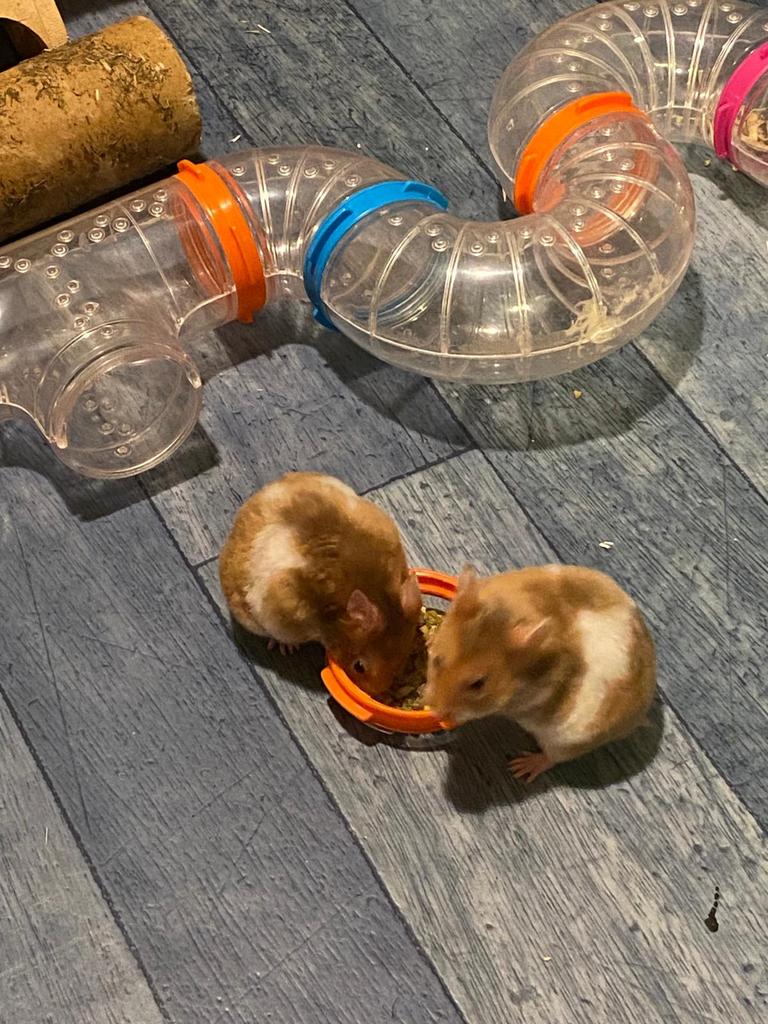 Jonge hamster, Dieren en Toebehoren, Knaagdieren, Mannelijk, Hamster, Februari, Tam