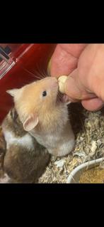 Lieve baby goudhamsters syrische hamsters, Dieren en Toebehoren, Hamster, Februari, Vrouwelijk, Tam