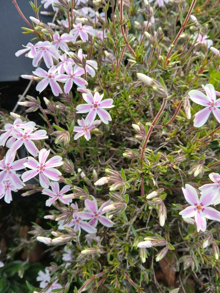 Lage Phlox met roze-witte bloemen, Tuin en Terras, Ophalen, Overige soorten, Volle zon