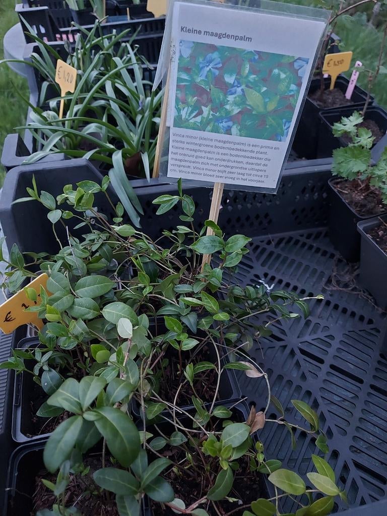 Stekjes vanaf €1, Ophalen, Overige soorten, Volle zon