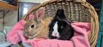 Konijnenkoppel PEANUT & YARA uit de opvang zoeken een plek!, Meerdere dieren, Klein