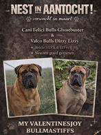 Nestaankondiging bullmastiff pups, Parvo, Overige rassen, 8 tot 15 weken, Meerdere